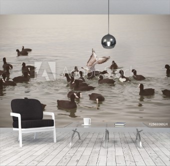 Picture of Birds gulls and ducks on the beach eat and fight